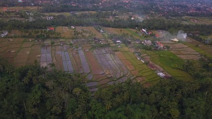 Rice fields near Ubud, Bali island, Indonesia