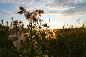 Close up photo of the beautiful white dandelion flowers in summer among the field in the golden rays of the sun