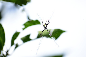 Spider on a Web