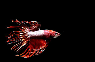 Betta fish from Thailand in isolated with black back ground