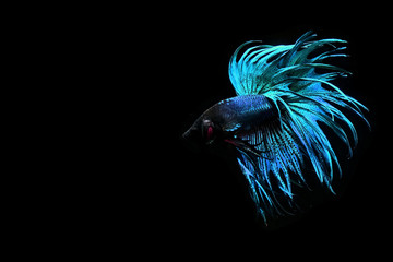 Obraz premium Betta fish from Thailand in isolated with black back ground