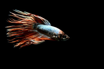 Betta fish from Thailand in isolated with black back ground