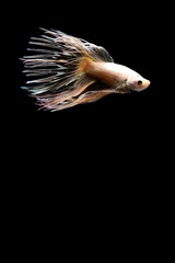 Betta fish from Thailand in isolated with black back ground