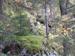 Ural mountain landscape with growing trees in autumn.