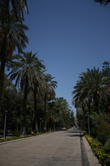 Obraz na płótnie Canvas Palm tree in Mediterranean coast