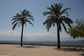 Fototapeta na wymiar Palm tree in Mediterranean coast