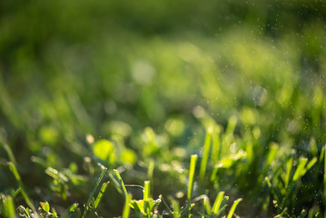  Green grass and drops of morning fresh dew. Natural fresh meadow blurred background.