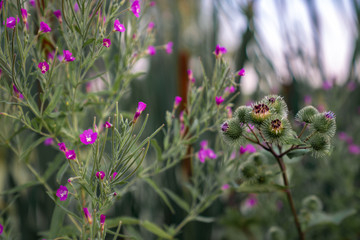 Miniature pink flowers near the lake, sky on the background