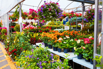 Fototapeta na wymiar Colorful flowers and plants for gardening in a greenhouse