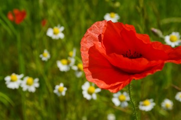 Fototapeta premium Maki_20129