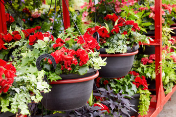 Red petunia flowers in flowerpots for gardening in a greenhouse
