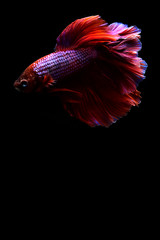 Fototapeta premium Betta fish from Thailand in isolated with black background.