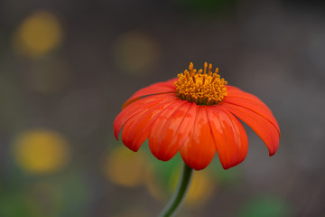 Tithonia diversifolia with bumlebee on the top