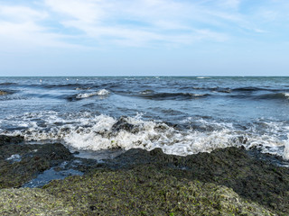 Seaweeds in the water on the coast and algae in the water on the coast of the Baltic Sea