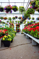 Colorful flowers and plants for gardening in a greenhouse