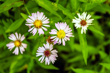flower bed in a forest clearing