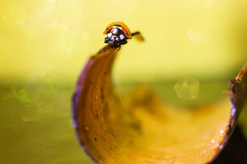 Close-up of a ladybug crawling on a tree
