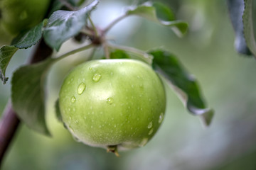 Green fresh apple with water drops on an apple tree