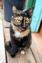 Home pet cat sits on street near building