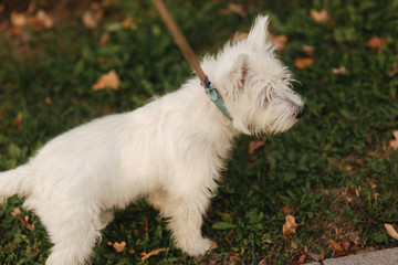 Little beautiful white dog. Walking in the autumn park