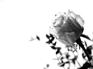 grief concept - rose in black and white