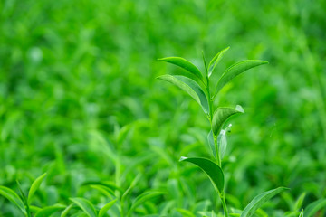 Top of fresh raw green tea leaf in plantation farm