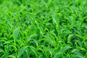 Obraz premium Top of fresh raw green tea leaf in plantation farm