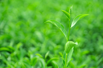 Top of fresh raw green tea leaf in plantation farm