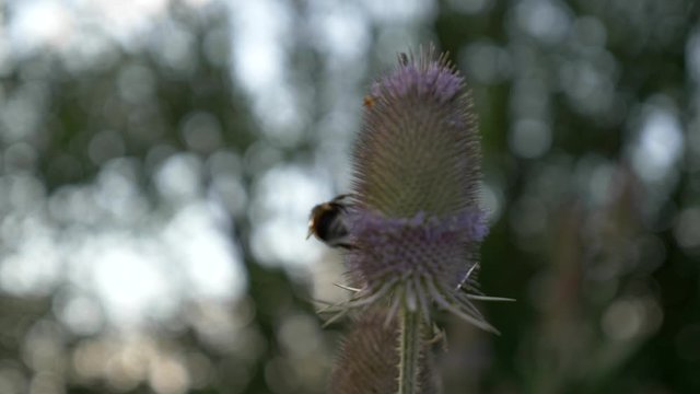 Bumble bee on a Indian Teasel flower picking nectar. Close up shot