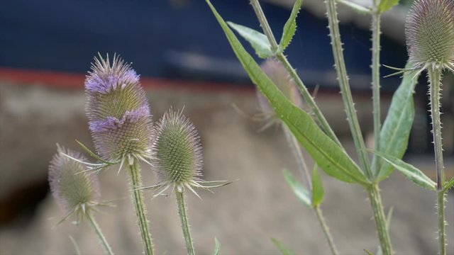 Indian Teasel plant swinging slowly.