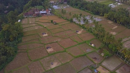 Rice fields near Ubud, Bali island, Indonesia