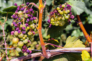 sunburn and heat damage to grapes on the vine
