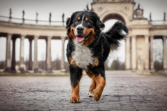 Berner Sennenhund vor eindrucksvollem Bogen in Potsdam