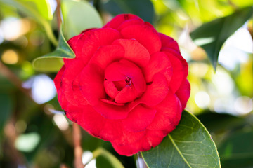 red camellia flower in garden house