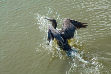 Cormorant landing in the water