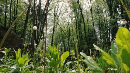 green vegetation in the woods, vertical panning shot of nature in spring time - Powered by Adobe