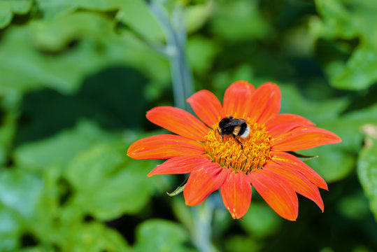 Tithonia diversifolia with bumlebee