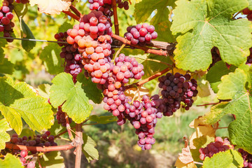 Vineyard with ripe grapes at autumn. Famous wine road of Alsace, France.