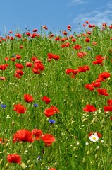 Maki 2019 © Krzysiek Cegiełka