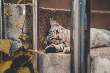 Obraz premium Thai Stray Cats