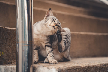 Obraz premium Thai Stray Cats