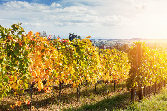 Landscape with autumn vineyards in region Alsace, France