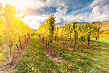 Fototapeta na wymiar Landscape with autumn vineyards in region Alsace, France