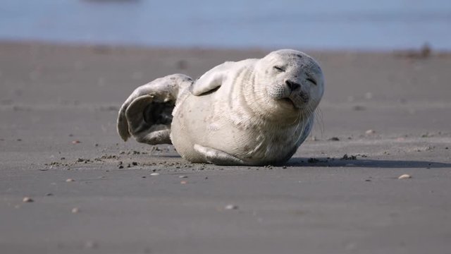 Young harbor seal at North Sea beach, R&oslash;m&oslash; island, Denmark