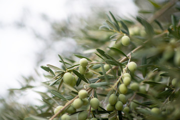 Olive trees garden. Mediterranean olive farm ready for harvest. Italian olive's grove with ripe fresh olives.