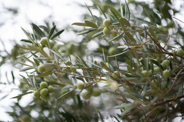 Olive trees garden. Mediterranean olive farm ready for harvest. Italian olive's grove with ripe fresh olives.