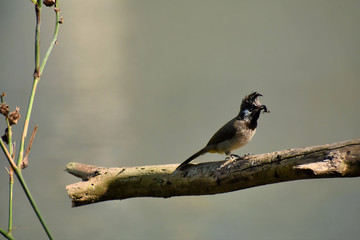 bird on a branch