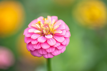 Zinnia elegans or cinnya in the formal garden