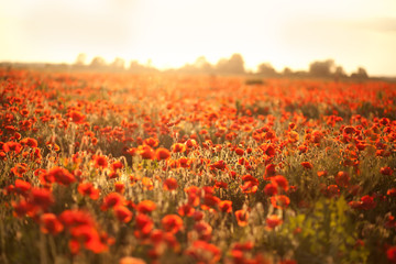 field of red poppy flowers in the setting sun in summer