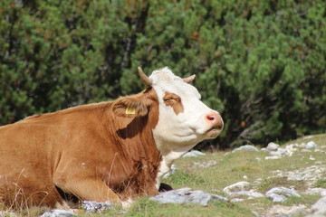 Mucca riposa su prati con erba in montagna